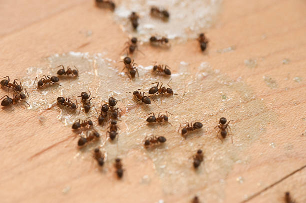 Best Bed Bug Extermination  in Jeffersonville, OH